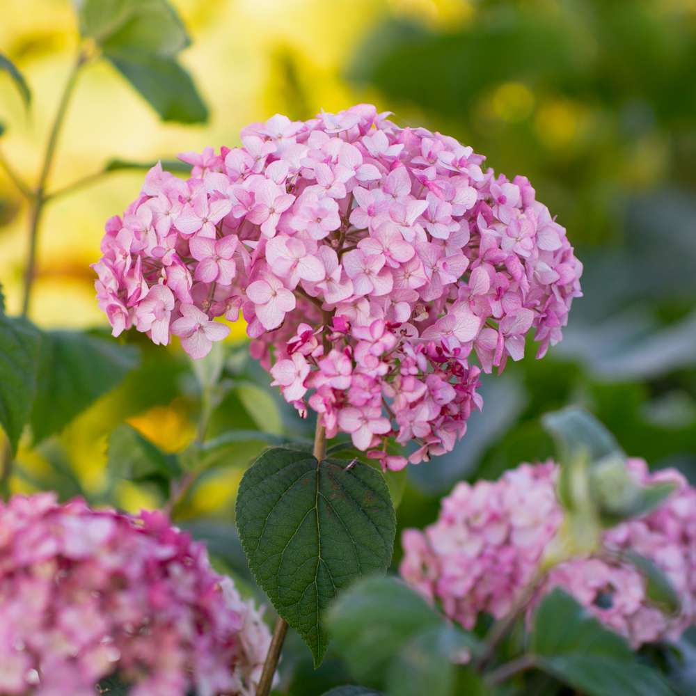 Hortensia 'Candybelle Bubblegum'